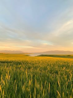 Eldo Fresh Farm fields at sunrise